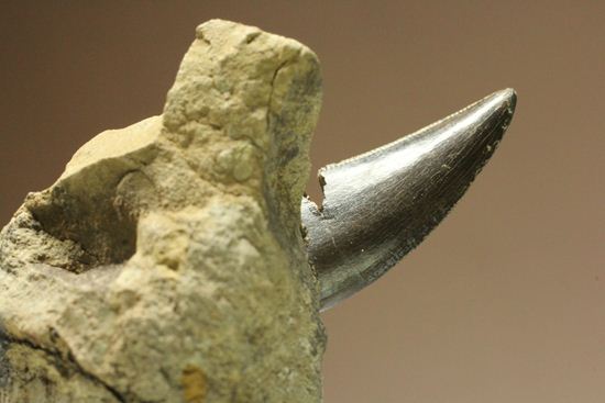 未完の大器。ティラノサウルスの幼体の歯（母岩付き）（その12）