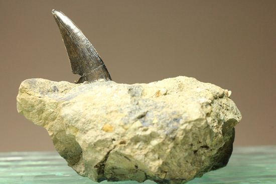 未完の大器。ティラノサウルスの幼体の歯（母岩付き）（その7）