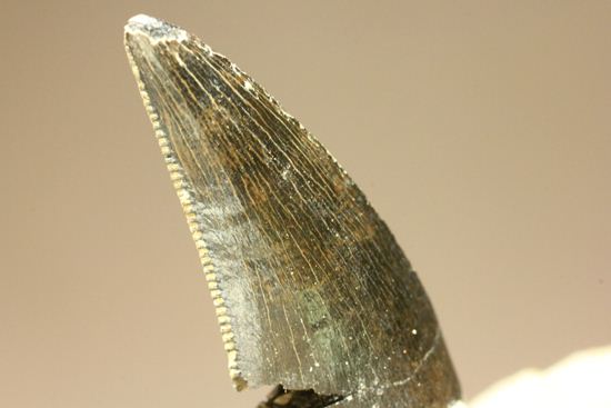 未完の大器。ティラノサウルスの幼体の歯（母岩付き）（その9）