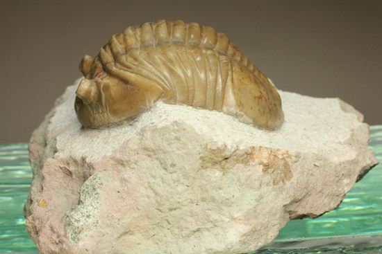 ぷっくり！まんまる！状態最高のアサフス・レピドゥルス(Asaphus lepidurus)（その10）