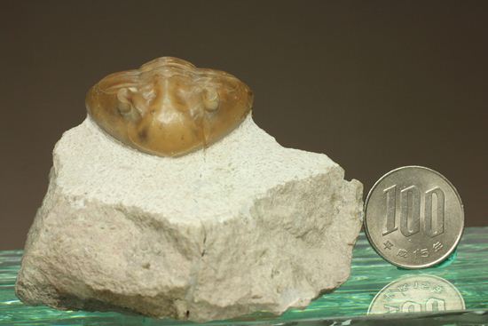 ぷっくり！まんまる！状態最高のアサフス・レピドゥルス(Asaphus lepidurus)（その20）