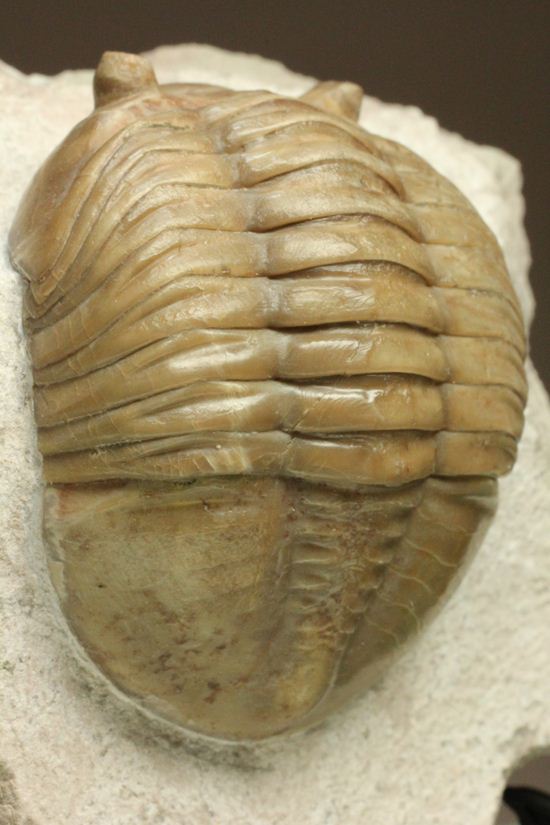 ぷっくり！まんまる！状態最高のアサフス・レピドゥルス(Asaphus lepidurus)（その7）