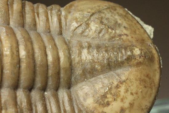 海の中を遊泳中?立体的なカットのアサフス・レピドゥルス(Asaphus lepidurus)(その10)