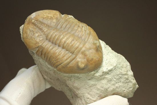 海の中を遊泳中?立体的なカットのアサフス・レピドゥルス(Asaphus lepidurus)(その11)