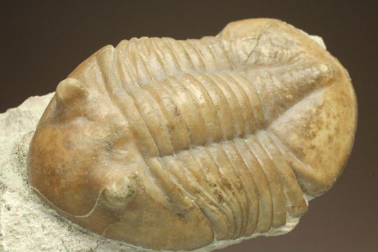 海の中を遊泳中?立体的なカットのアサフス・レピドゥルス(Asaphus lepidurus)(その12)