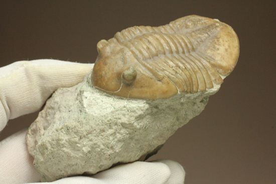 海の中を遊泳中?立体的なカットのアサフス・レピドゥルス(Asaphus lepidurus)(その13)