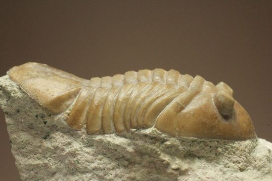 海の中を遊泳中?立体的なカットのアサフス・レピドゥルス(Asaphus lepidurus)(その14)