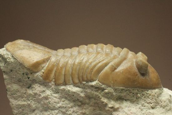 海の中を遊泳中？立体的なカットのアサフス・レピドゥルス(Asaphus lepidurus)（その14）