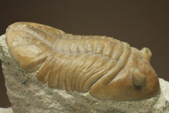 海の中を遊泳中?立体的なカットのアサフス・レピドゥルス(Asaphus lepidurus)(その16)