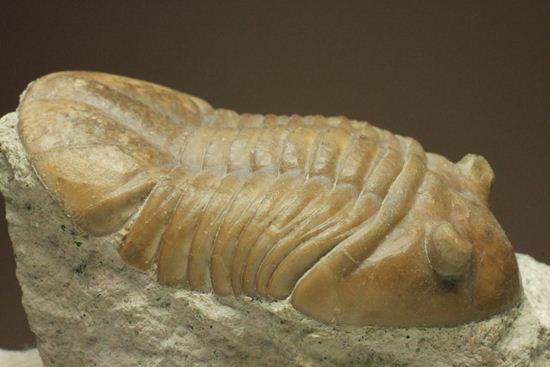 海の中を遊泳中？立体的なカットのアサフス・レピドゥルス(Asaphus lepidurus)（その16）