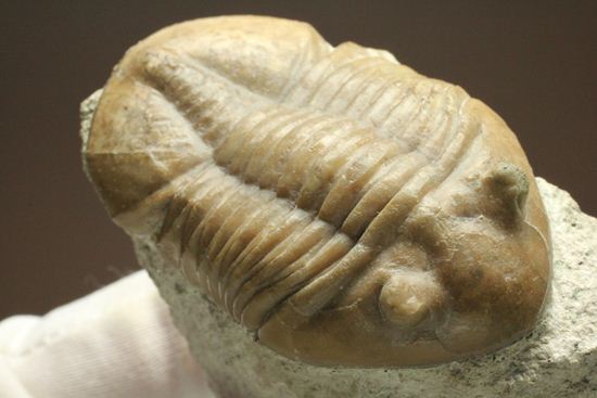 海の中を遊泳中?立体的なカットのアサフス・レピドゥルス(Asaphus lepidurus)(その17)