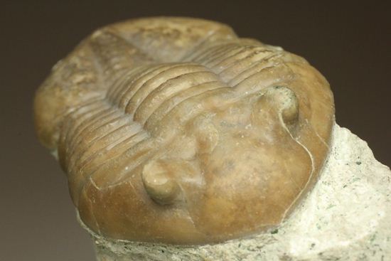 海の中を遊泳中?立体的なカットのアサフス・レピドゥルス(Asaphus lepidurus)(その18)