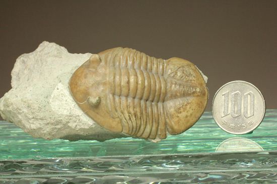 海の中を遊泳中？立体的なカットのアサフス・レピドゥルス(Asaphus lepidurus)（その19）