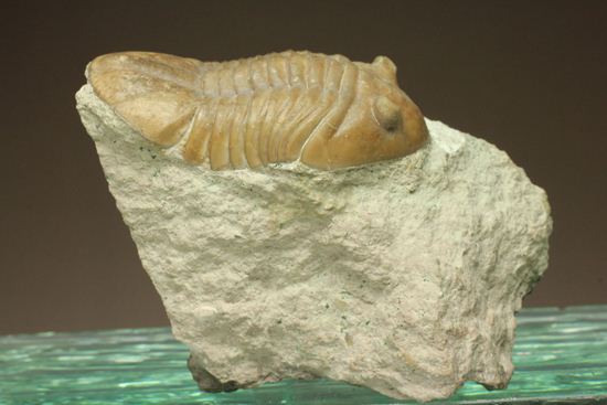 海の中を遊泳中?立体的なカットのアサフス・レピドゥルス(Asaphus lepidurus)(その2)