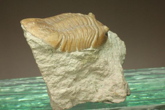海の中を遊泳中?立体的なカットのアサフス・レピドゥルス(Asaphus lepidurus)(その3)