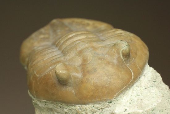 海の中を遊泳中?立体的なカットのアサフス・レピドゥルス(Asaphus lepidurus)(その4)