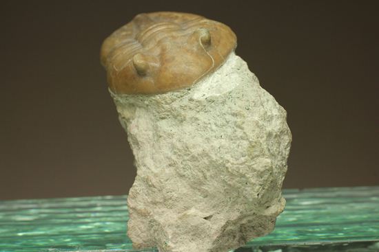 海の中を遊泳中?立体的なカットのアサフス・レピドゥルス(Asaphus lepidurus)(その5)