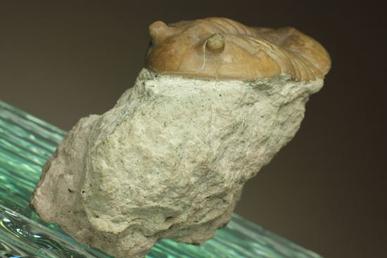 海の中を遊泳中?立体的なカットのアサフス・レピドゥルス(Asaphus lepidurus)(その6)