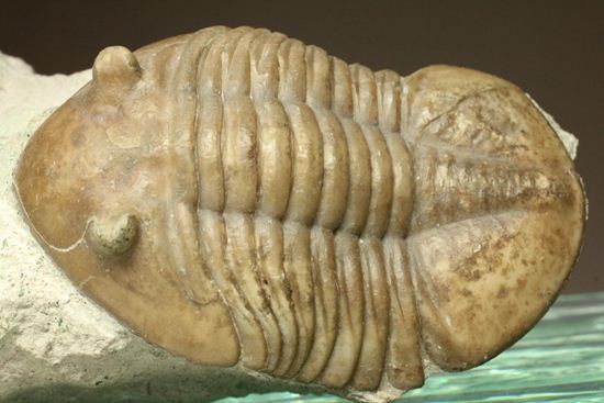海の中を遊泳中?立体的なカットのアサフス・レピドゥルス(Asaphus lepidurus)(その7)