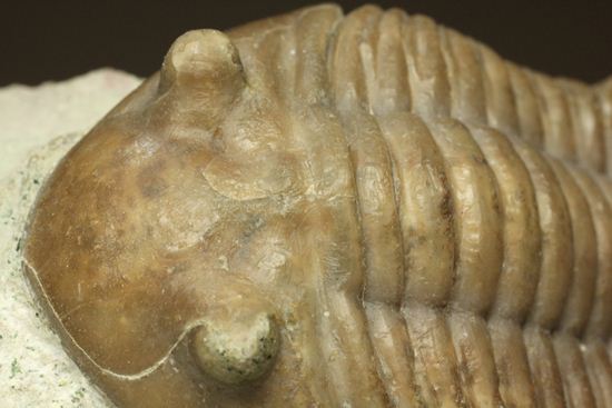 海の中を遊泳中?立体的なカットのアサフス・レピドゥルス(Asaphus lepidurus)(その8)