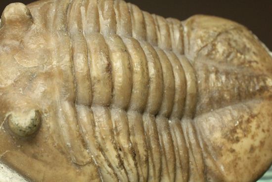 海の中を遊泳中?立体的なカットのアサフス・レピドゥルス(Asaphus lepidurus)(その9)