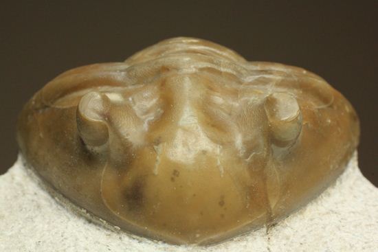 シンメトリーがすごすぎ!アサフス・レピドゥルス(Asaphus lepidurus)(その1)