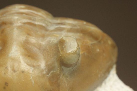 シンメトリーがすごすぎ!アサフス・レピドゥルス(Asaphus lepidurus)(その10)