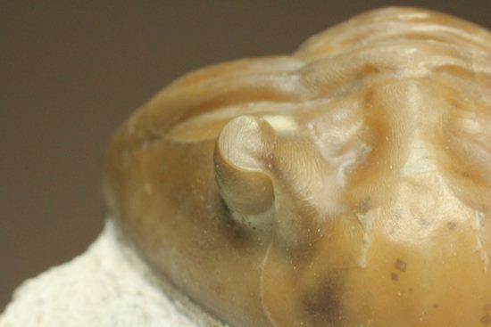 シンメトリーがすごすぎ!アサフス・レピドゥルス(Asaphus lepidurus)(その11)