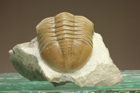 シンメトリーがすごすぎ!アサフス・レピドゥルス(Asaphus lepidurus)(その12)