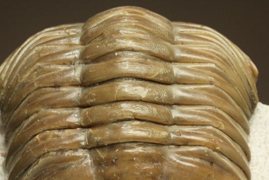 シンメトリーがすごすぎ!アサフス・レピドゥルス(Asaphus lepidurus)(その13)