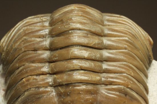 シンメトリーがすごすぎ!アサフス・レピドゥルス(Asaphus lepidurus)(その14)