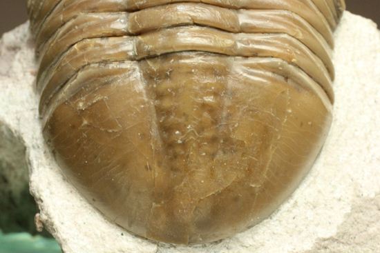 シンメトリーがすごすぎ!アサフス・レピドゥルス(Asaphus lepidurus)(その15)