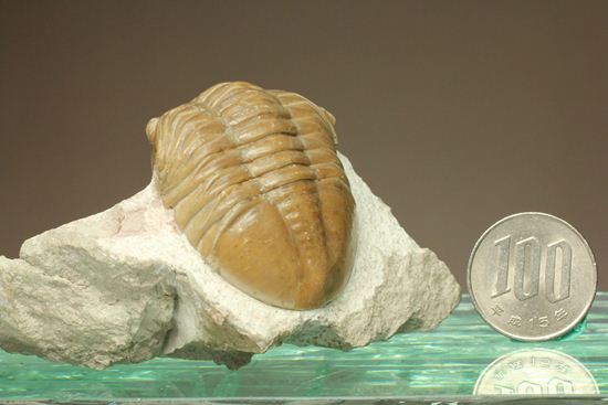 シンメトリーがすごすぎ!アサフス・レピドゥルス(Asaphus lepidurus)(その16)
