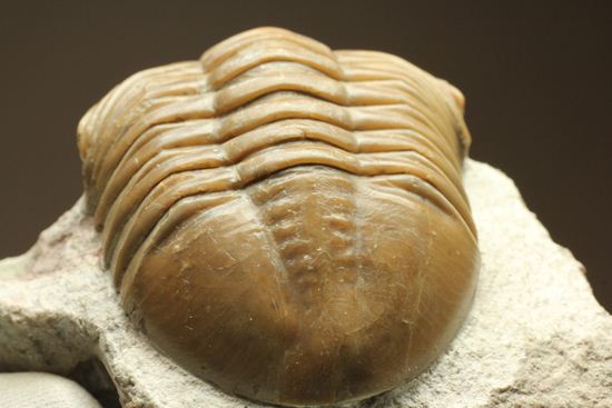 シンメトリーがすごすぎ!アサフス・レピドゥルス(Asaphus lepidurus)(その17)