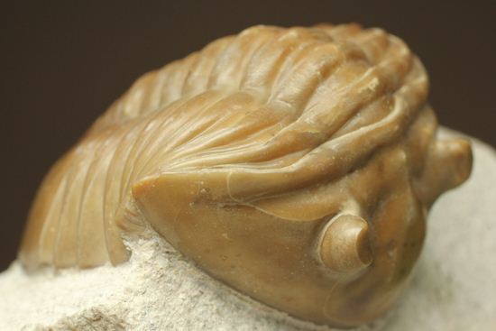シンメトリーがすごすぎ!アサフス・レピドゥルス(Asaphus lepidurus)(その18)