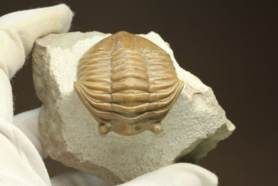 シンメトリーがすごすぎ!アサフス・レピドゥルス(Asaphus lepidurus)(その19)