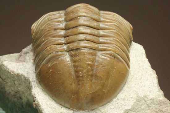 シンメトリーがすごすぎ!アサフス・レピドゥルス(Asaphus lepidurus)(その2)