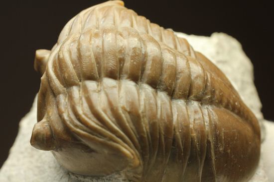 シンメトリーがすごすぎ!アサフス・レピドゥルス(Asaphus lepidurus)(その20)