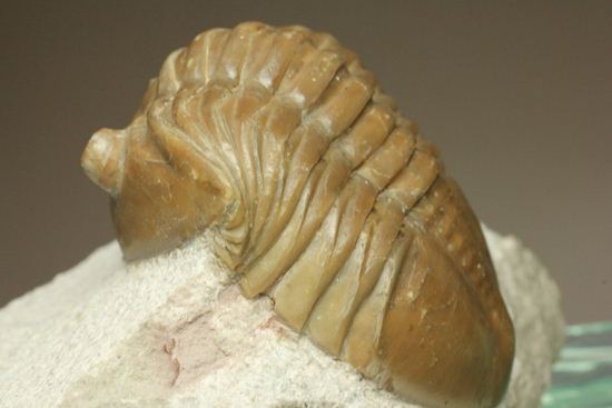 シンメトリーがすごすぎ！アサフス・レピドゥルス(Asaphus lepidurus)（その3）