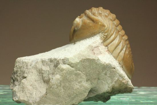 シンメトリーがすごすぎ!アサフス・レピドゥルス(Asaphus lepidurus)(その4)