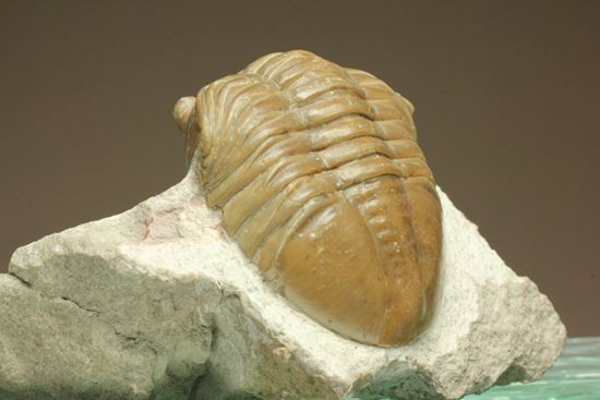 シンメトリーがすごすぎ！アサフス・レピドゥルス(Asaphus lepidurus)（その5）