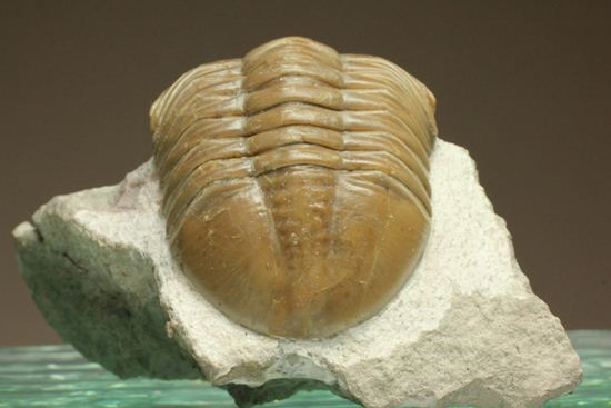 シンメトリーがすごすぎ!アサフス・レピドゥルス(Asaphus lepidurus)(その6)