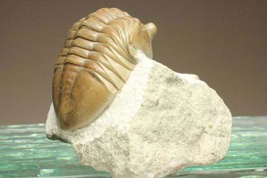 シンメトリーがすごすぎ!アサフス・レピドゥルス(Asaphus lepidurus)(その7)