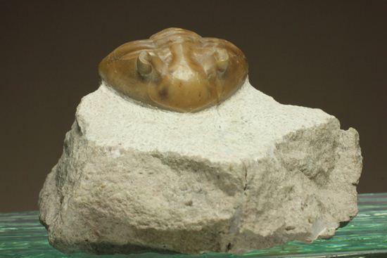 シンメトリーがすごすぎ!アサフス・レピドゥルス(Asaphus lepidurus)(その9)