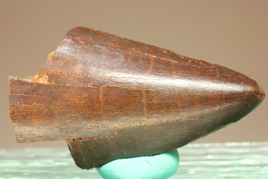 ”巨大歯の先”のカルカロドントサウルスセレーション美歯(その1)