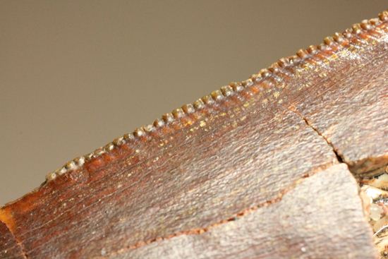 ”巨大歯の先”のカルカロドントサウルスセレーション美歯(その10)