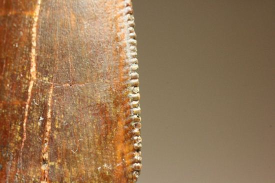 ”巨大歯の先”のカルカロドントサウルスセレーション美歯(その11)