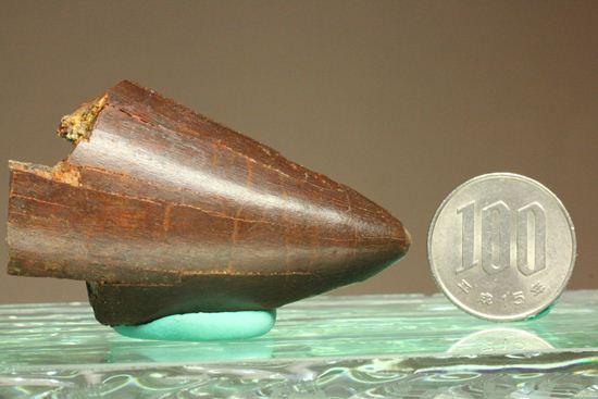 ”巨大歯の先”のカルカロドントサウルスセレーション美歯(その12)