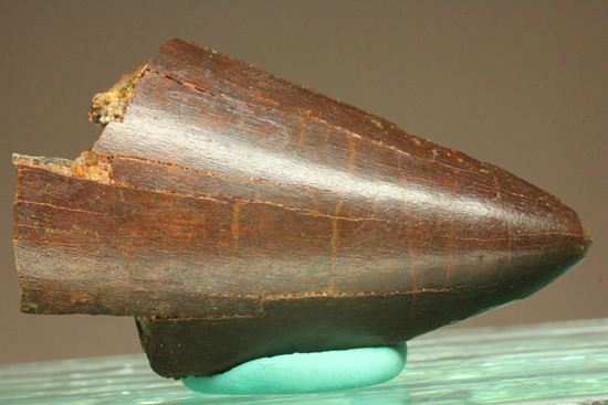 ”巨大歯の先”のカルカロドントサウルスセレーション美歯(その13)