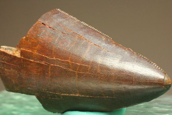 ”巨大歯の先”のカルカロドントサウルスセレーション美歯(その14)